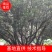 杨梅树15～30都有，签订合同，提供技术指导