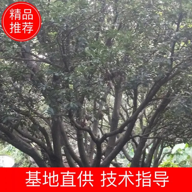 杨梅树15～30都有，签订合同，提供技术指导