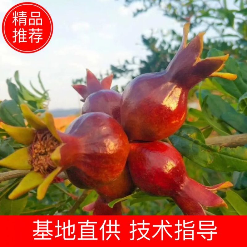 软仔石榴苗签订合同量大价格可商议，有嫁接苗
