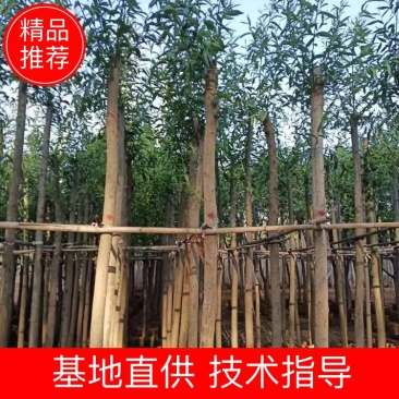 柳树各种规格的柳树4-56-810-12