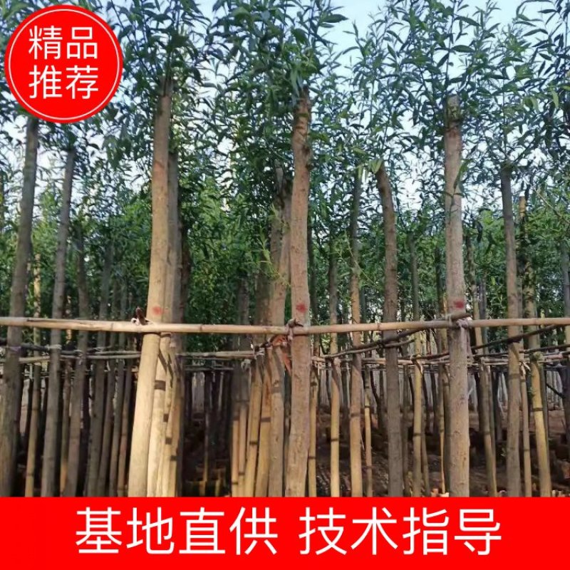 柳树各种规格的柳树4-56-810-12