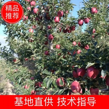 苹果苗糖心苹果苗免费提供种植技术指导，苗子包成活