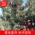 苹果苗糖心苹果苗免费提供种植技术指导，苗子包成活