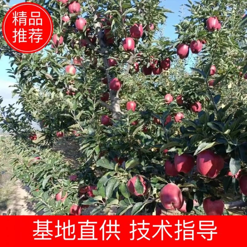 苹果苗糖心苹果苗免费提供种植技术指导，苗子包成活