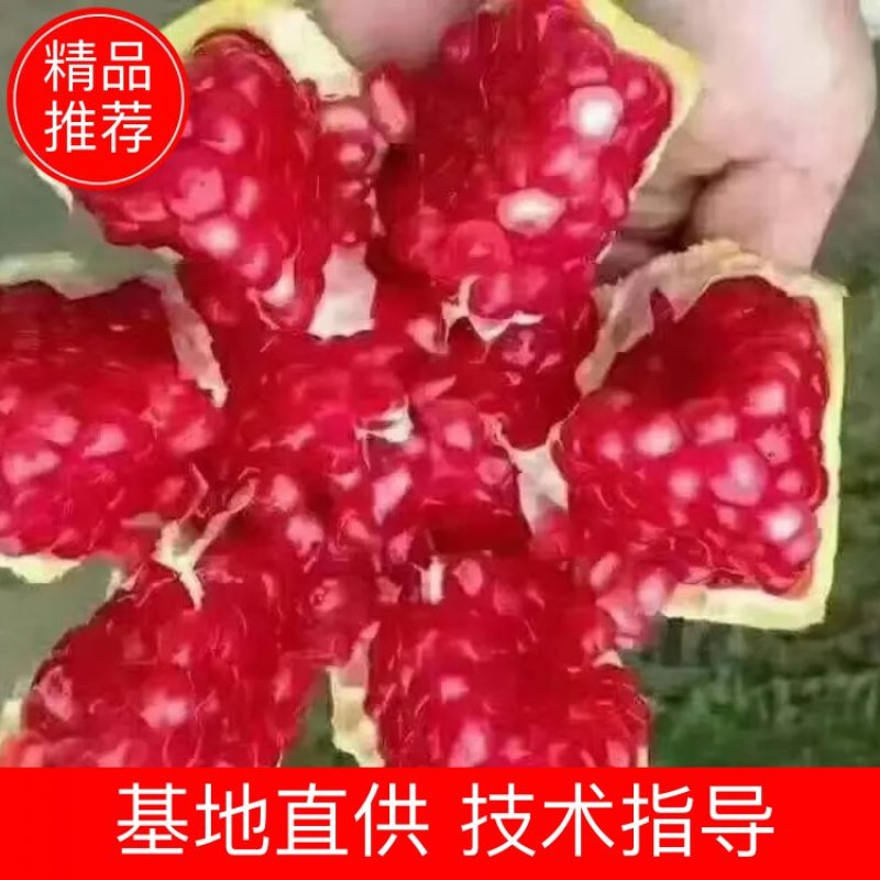 突尼斯软籽石榴树苗免费提供种植技术，石榴又大又甜又好