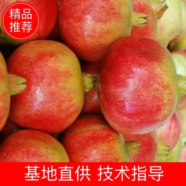 突尼斯软籽石榴树苗免费提供种植技术，石榴又大又甜又好