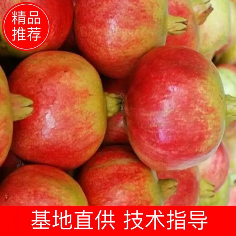 突尼斯软籽石榴树苗免费提供种植技术，石榴又大又甜又好