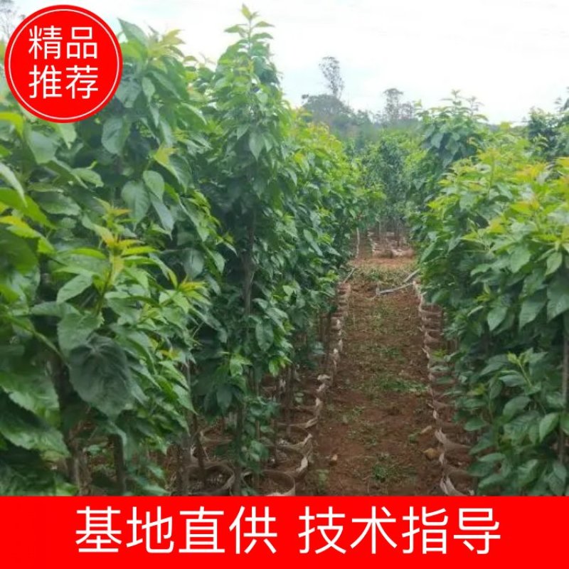 3年生樱桃树免费提供技术指导