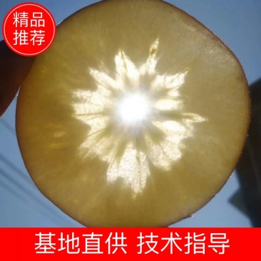 糖心苹果树苗免费提供种植技术。基地直销