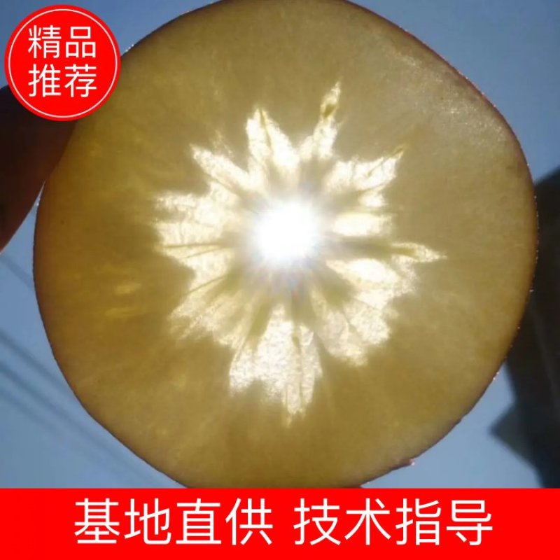 糖心苹果树苗免费提供种植技术。基地直销