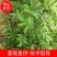 【推荐】花椒苗有嫁接无刺红椒，无刺青椒，一年挂果