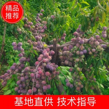 半边红李子产量高口感脆甜，李子苗壮成活率高。