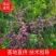 半边红李子产量高口感脆甜，李子苗壮成活率高。