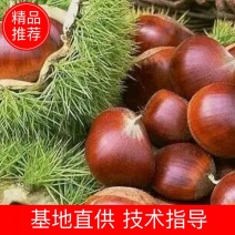 板栗苗50~80cm