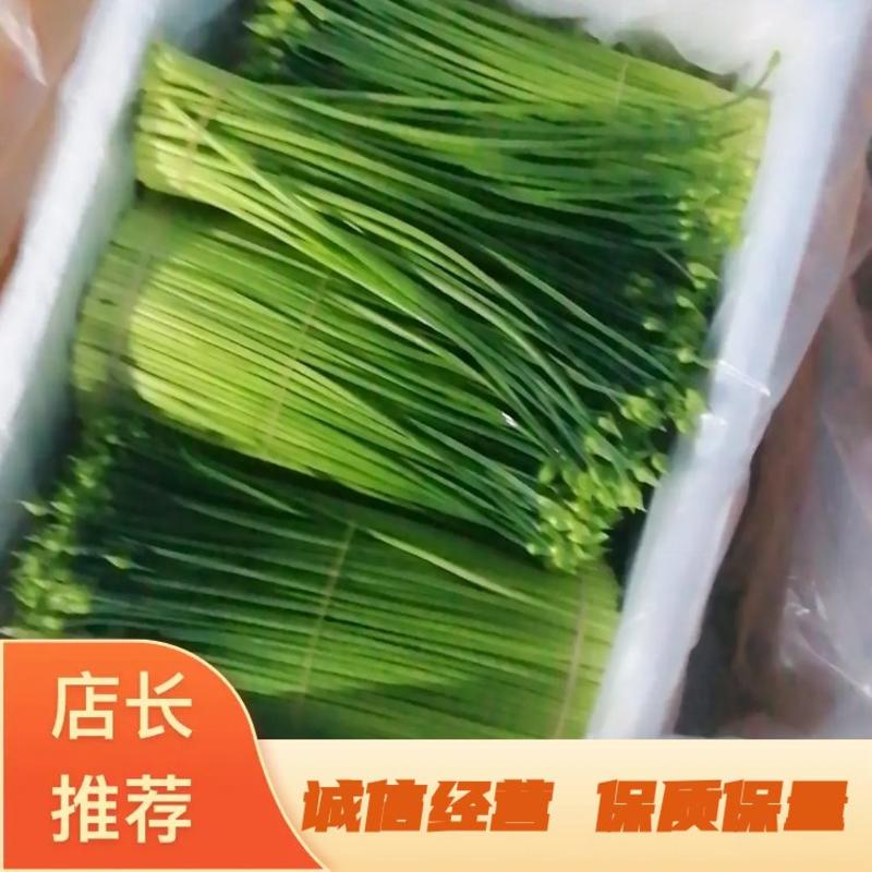 广东韭菜花质量保证货源充足一年四季均可供货欢迎实地