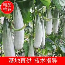 【新春特惠】海南瓜老汉农业种植的真海沙地的羊角蜜甜瓜