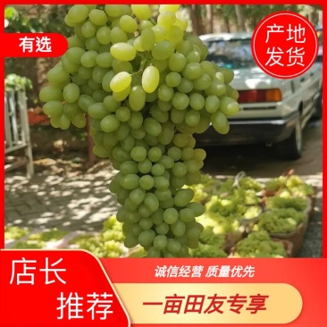 新疆吐鲁番无核白葡萄-青提葡萄-无核葡萄