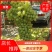 新疆吐鲁番无核白葡萄-青提葡萄-无核葡萄