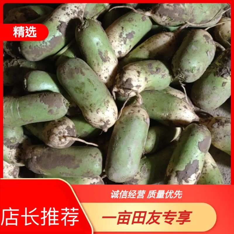 新疆绿源农民种植精品青萝卜，恰玛古，一手货源，量大质优