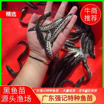 黑鱼苗，杂交黑鱼苗广东渔场现装现发，保质保量价格优惠