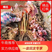 红枫，出售美国红枫，耐寒品种，