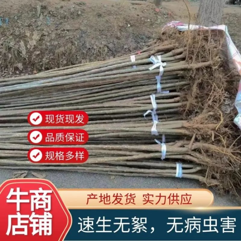 杨树苗——3804无絮杨，速生无絮，无病虫害