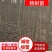 杨树苗无絮杨中林2025、南林3804/3412系列苗木
