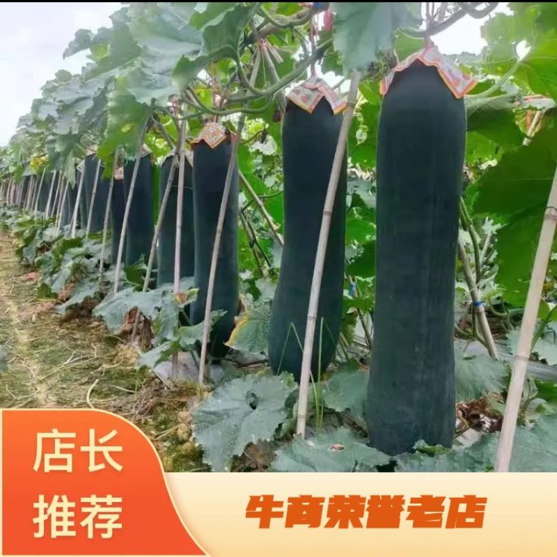 【推荐贵广西南宁地吊冬瓜吊冬瓜耐运输质量保证条形瓜