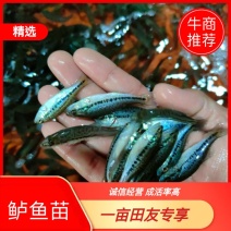 鲈鱼苗，加州鲈鱼苗，一手货源，苗场直销，欢迎订购