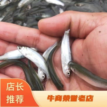 赤眼鳟鱼苗，水产优质良种鱼苗，鱼场直供，欢迎订购