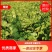 娃娃菜大量现货供应基地，诚信经营需要的老板赶紧联系！