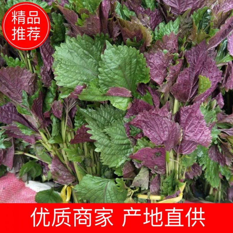 新鲜味香的紫苏叶，量大从优，可物流，可整车发货