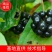 牛尾菜种子牛尾蕨鞭干菜鞭干蕨龙須菜龙须蕨种子