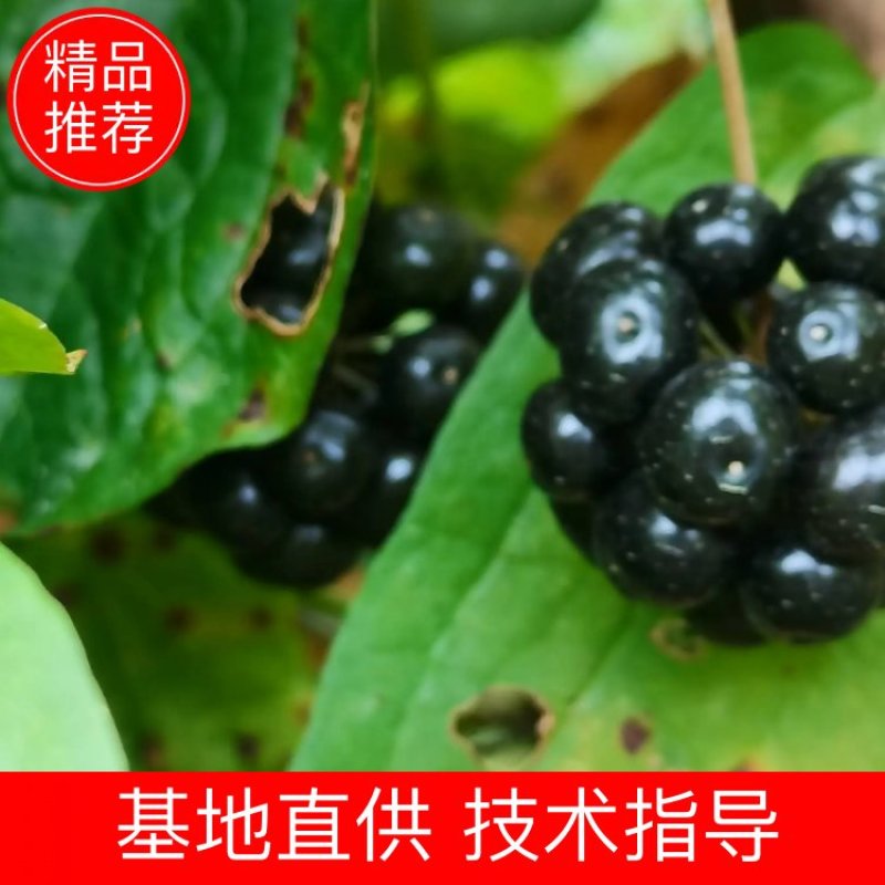 牛尾菜种子牛尾蕨鞭干菜鞭干蕨龙須菜龙须蕨种子