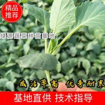 【推荐】西蓝花苗成活率高耐寒耐热基地直供蔬菜种苗