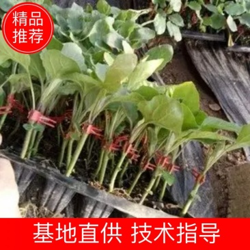 【优质】青茄苗(有嫁接苗、自根苗）抗病强果型大基地直供