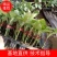【优质】青茄苗(有嫁接苗、自根苗）抗病强果型大基地直供