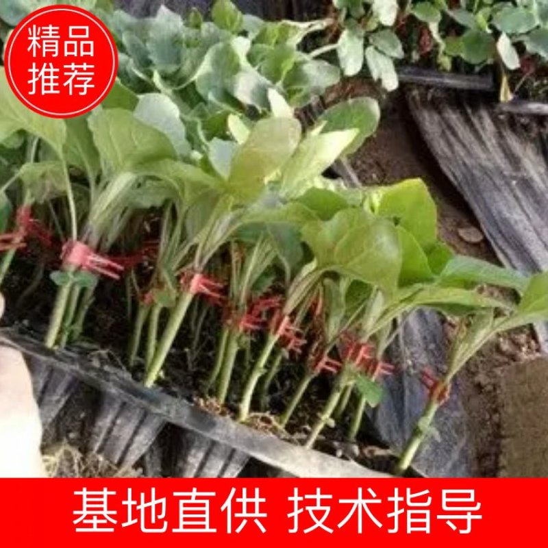 【优质】青茄苗(有嫁接苗、自根苗）抗病强果型大基地直供