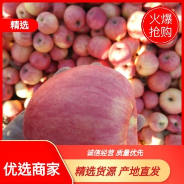 精品寒富士苹果地面冷库，大量现货。全国发车