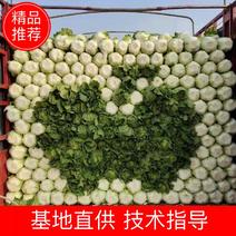 大白菜新鲜蔬菜应季蔬菜现采现摘货量充足量大