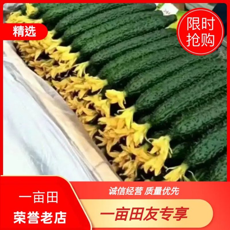 2025本地精品黄瓜已经大量上市中，一手货源，商超品质！