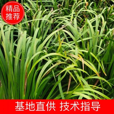 石菖蒲种苗产量大、含量高，一年四季均可种植
