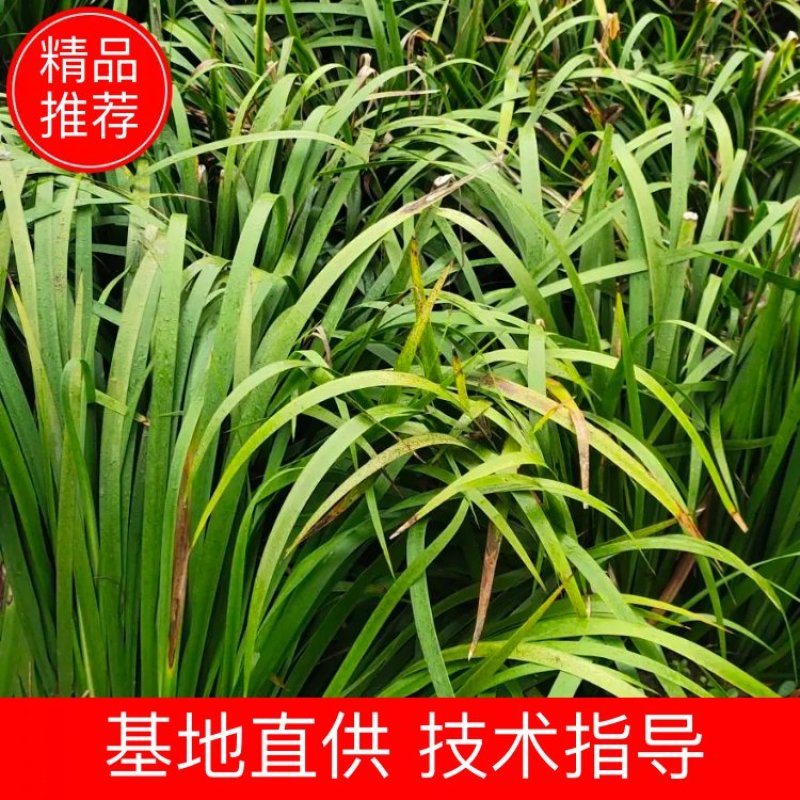 石菖蒲种苗产量大、含量高，一年四季均可种植