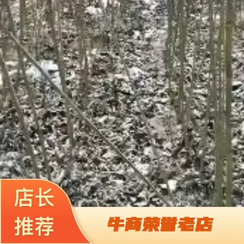 吉林省辽源市东丰县小四平镇自己家苗甫苹果树苗鸡心树苗种