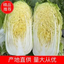 广西贺州黄心大白菜大量上市量大从优全国发货欢迎来电