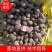 青薯9号