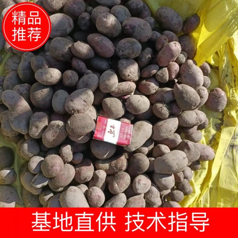 青薯9号