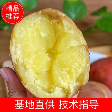 宁夏固原精品土豆青薯9号，基地直发，个头均匀，万斤批发