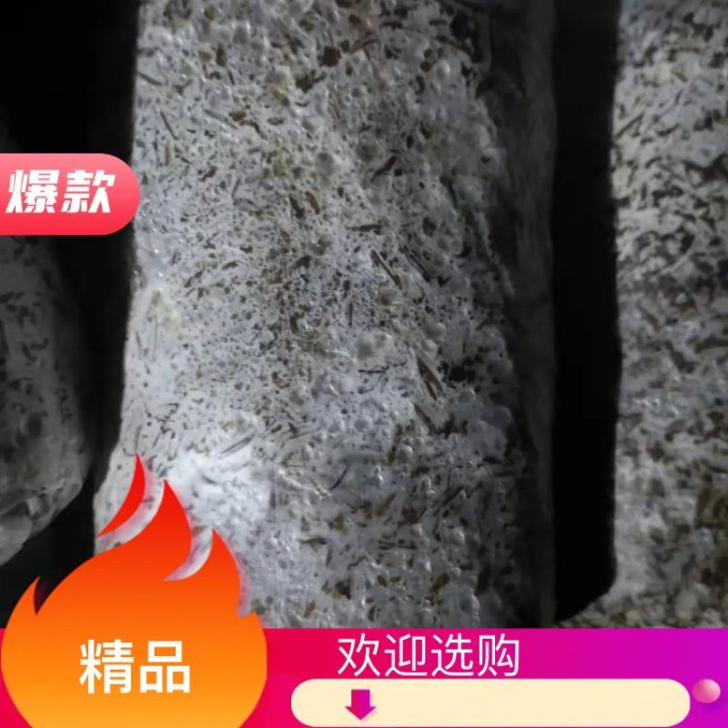 食用菌种，优质高产广温型，灰黑色平菇栽培种三级种，