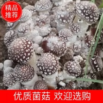 基地直供，大球盖菇鲜品，仿野生栽培，无公害种植，现采现卖